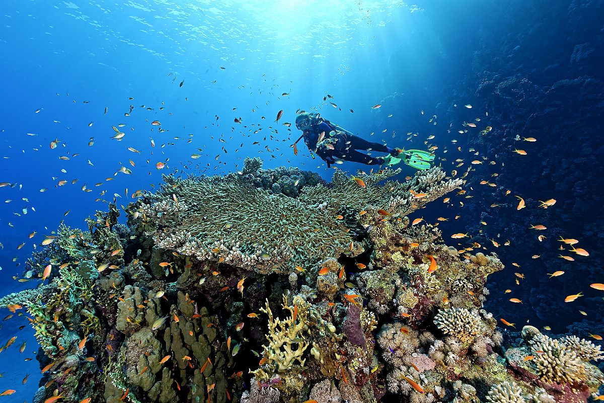 encoral-reefs-marine-life-what-makes-ras-muhammad-unique
